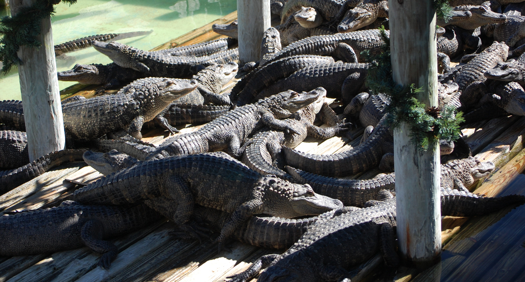 Gatorland